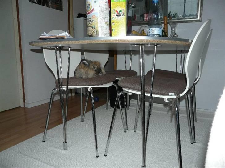 Kanin Nemo - Find Nemo ;) billede 20