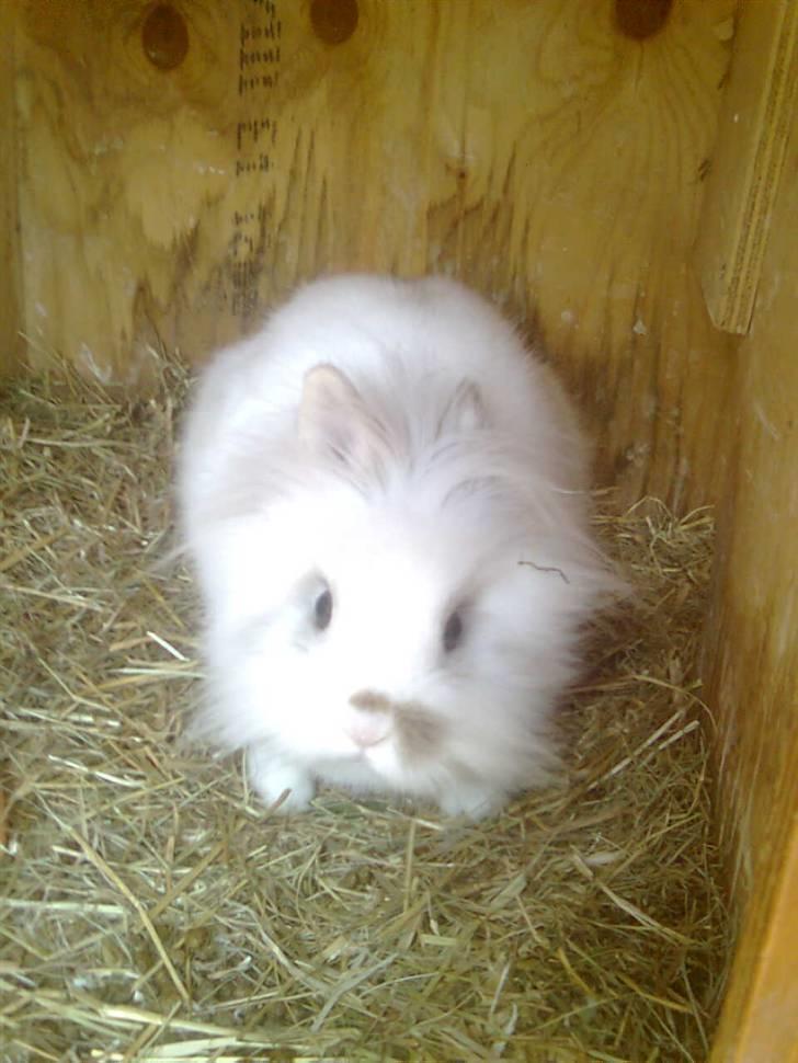 Kanin Snupti billede 15