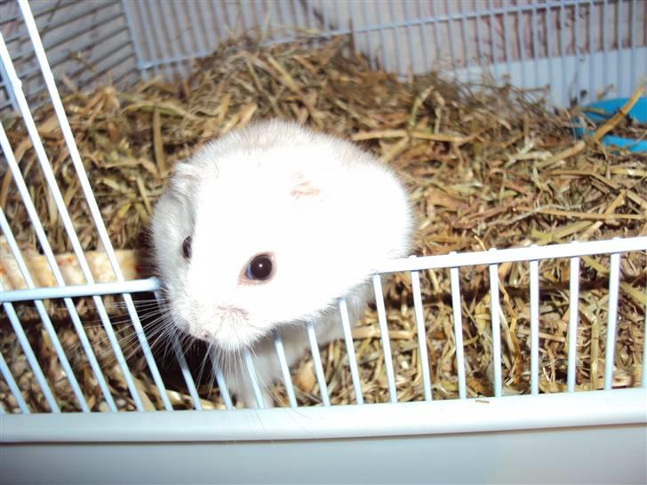 Dværghamster Fnuggi (himmel hamster)  - Nu er han blivet lidt ældre :) billede 5