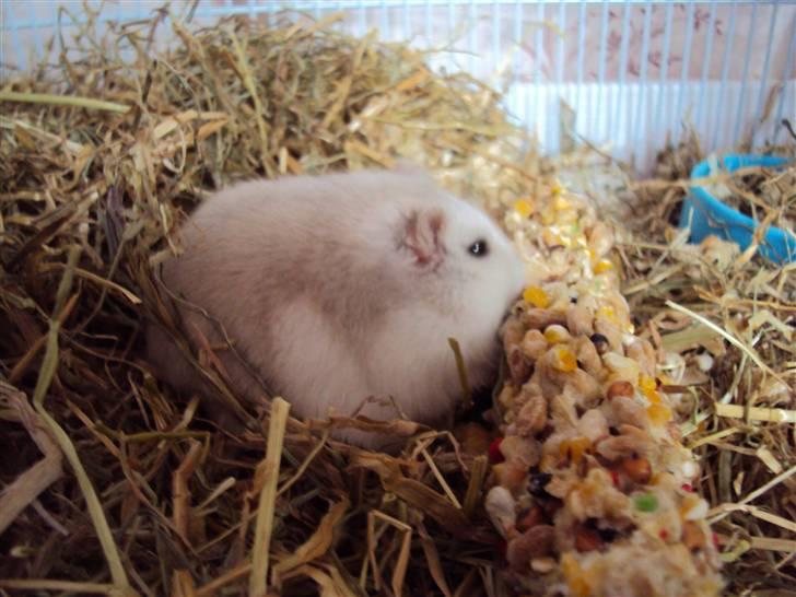 Dværghamster Fnuggi (himmel hamster)  - Han er blivet lidt fed! Hahah :D billede 6