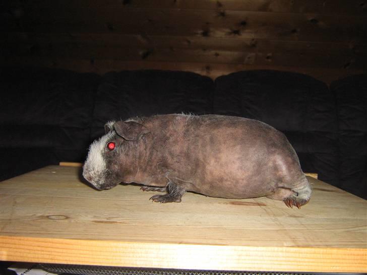 Marsvin Haakon billede 1