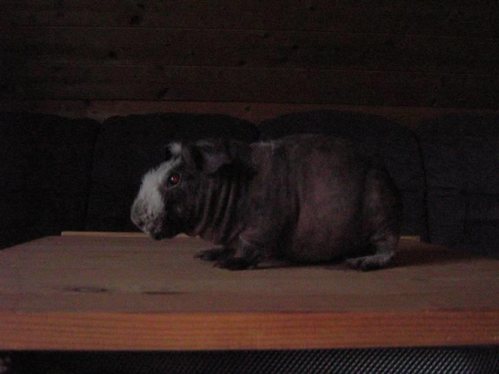 Marsvin Haakon billede 2