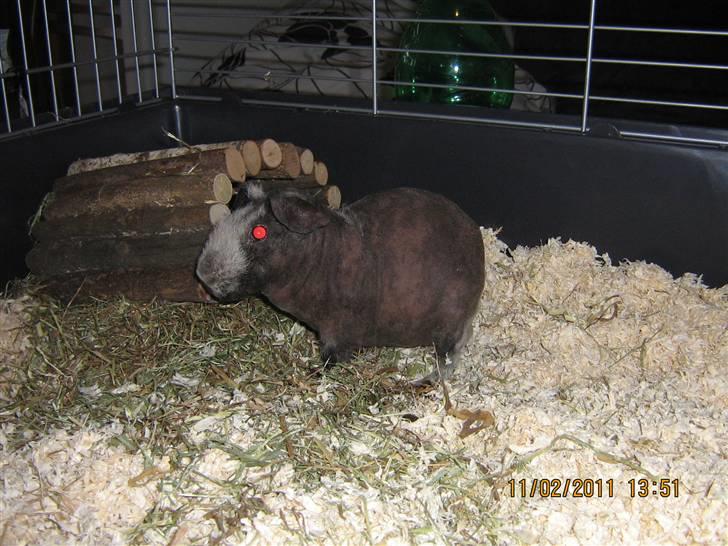 Marsvin Haakon billede 3