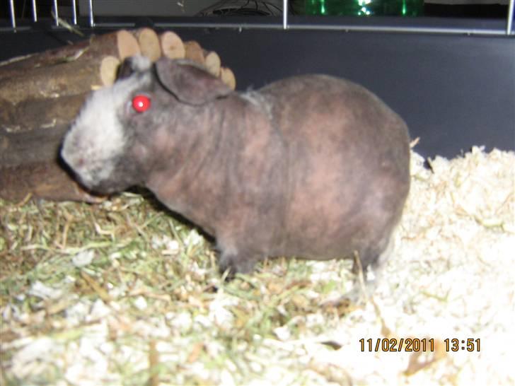 Marsvin Haakon billede 4