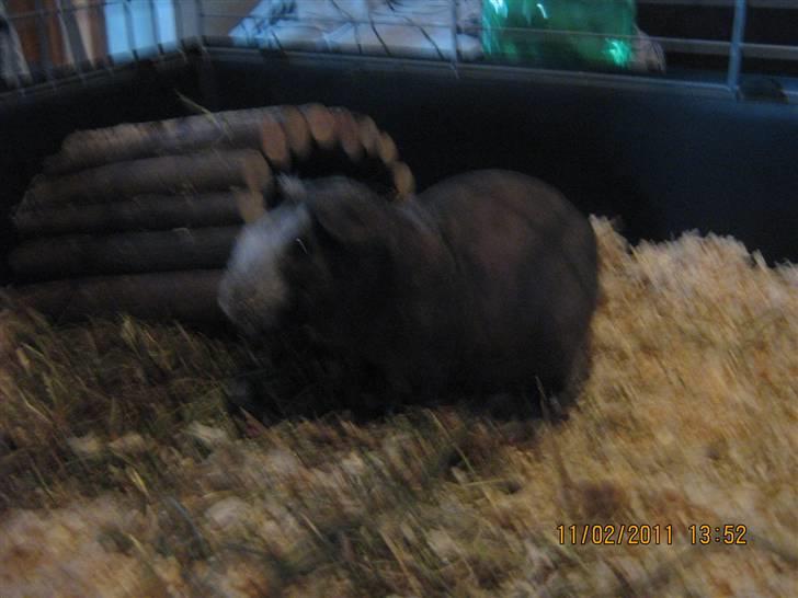 Marsvin Haakon billede 5