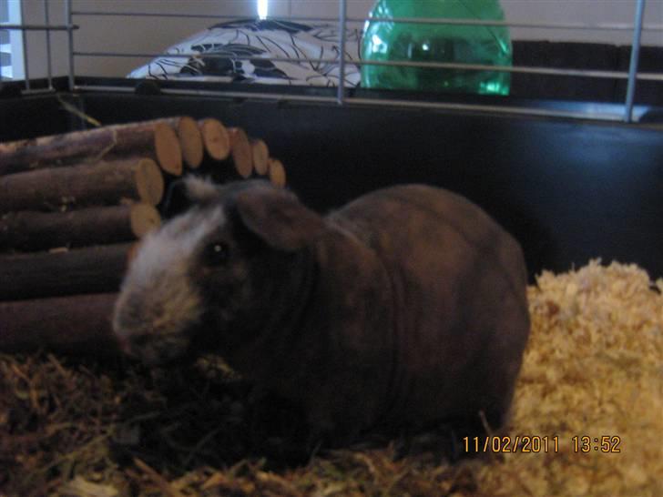 Marsvin Haakon billede 6