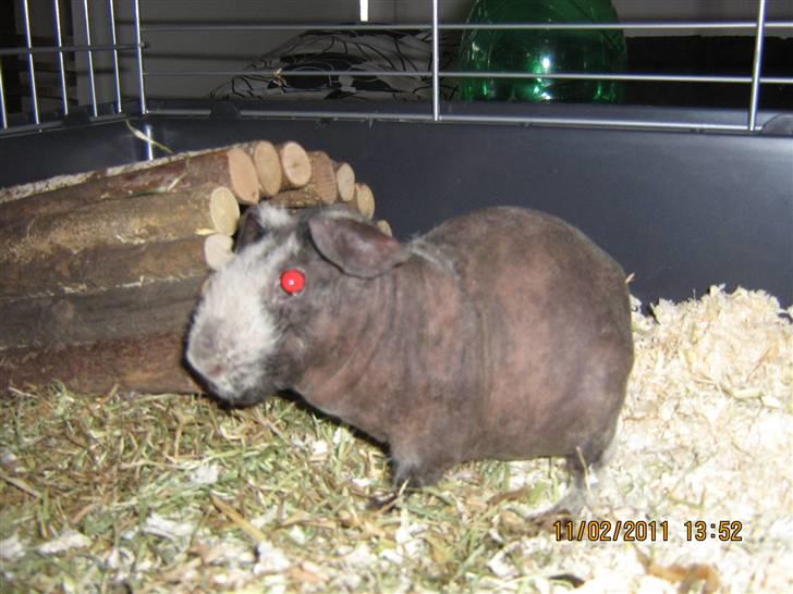 Marsvin Haakon billede 7