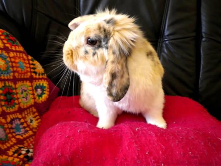 Kanin Numse (R.I.P min elskede dreng)  billede 8