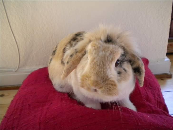 Kanin Numse (R.I.P min elskede dreng)  billede 7