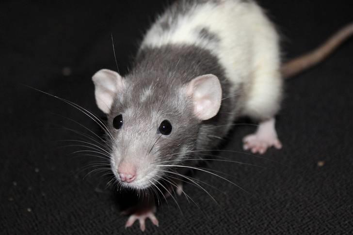 Tamrotte Snowie billede 2