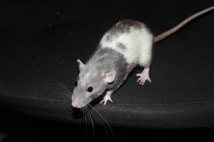 Tamrotte Snowie billede 3