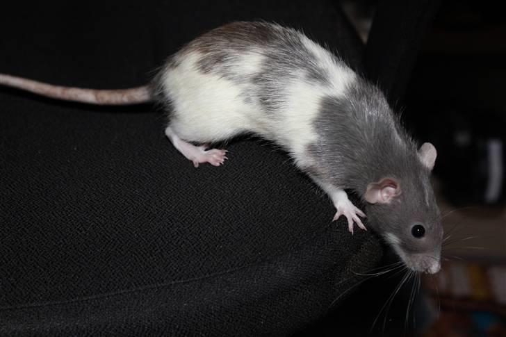 Tamrotte Snowie billede 4