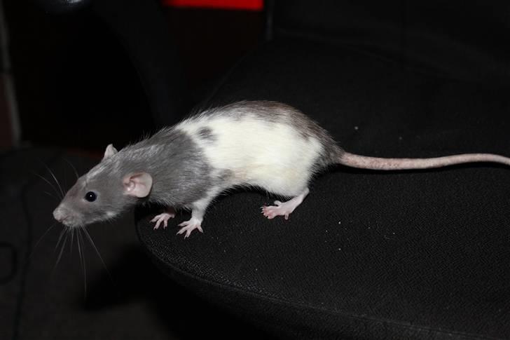 Tamrotte Snowie billede 5