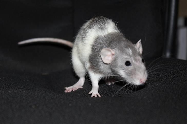 Tamrotte Snowie billede 6