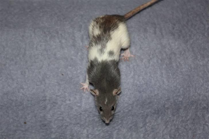 Tamrotte Snowie billede 7