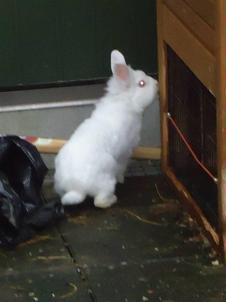 Kanin Snehvide billede 1