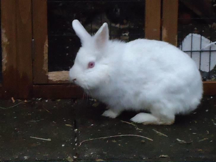 Kanin Snehvide billede 2