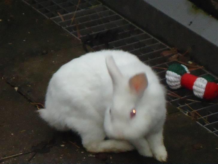 Kanin Snehvide billede 3