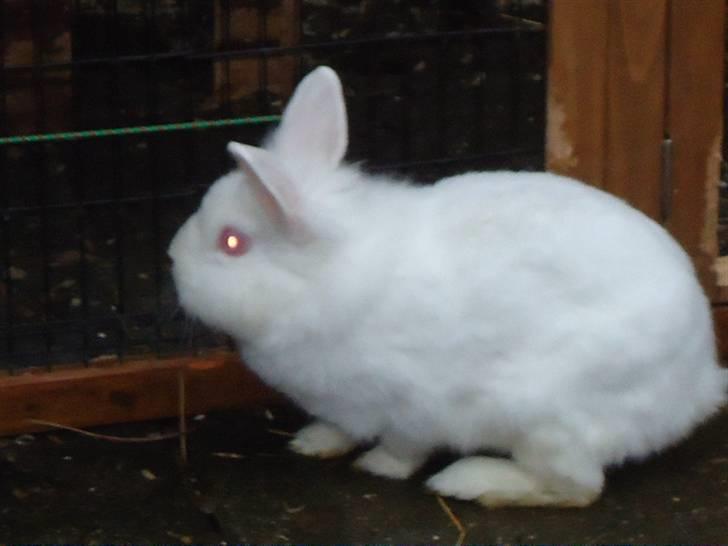 Kanin Snehvide billede 4