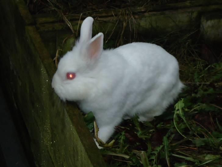 Kanin Snehvide billede 5