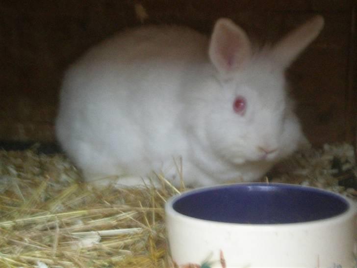 Kanin Snehvide billede 6