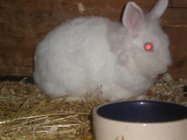 Kanin Snehvide billede 7