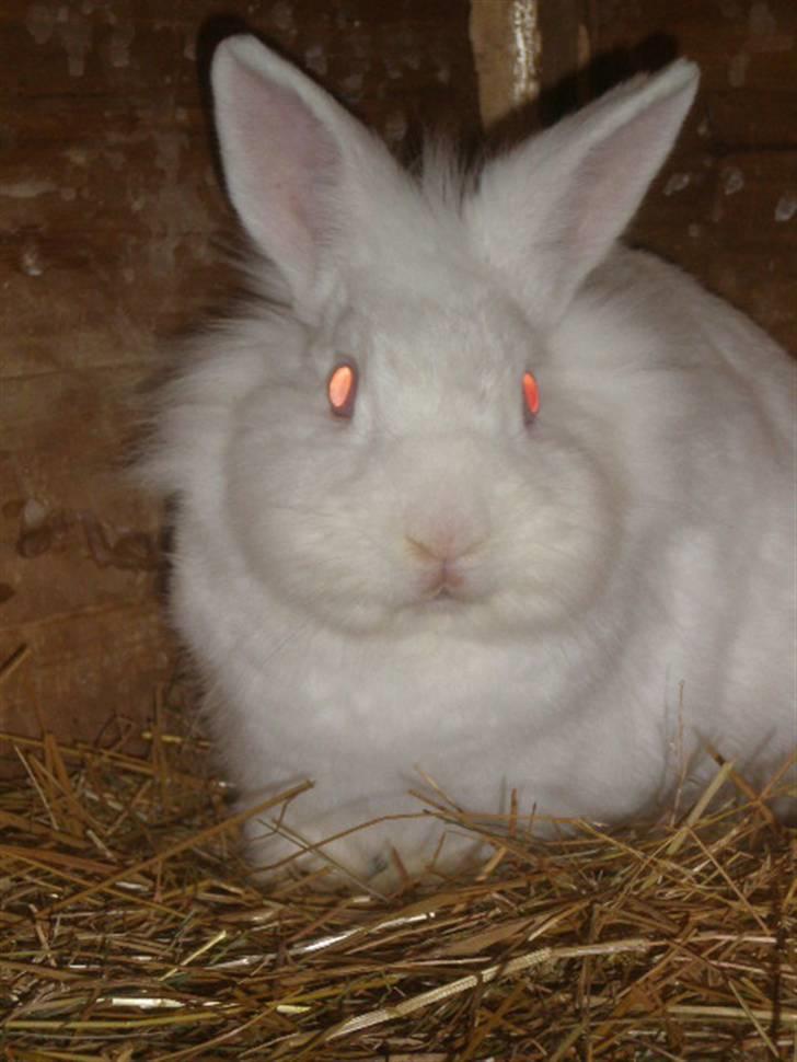 Kanin Snehvide billede 8