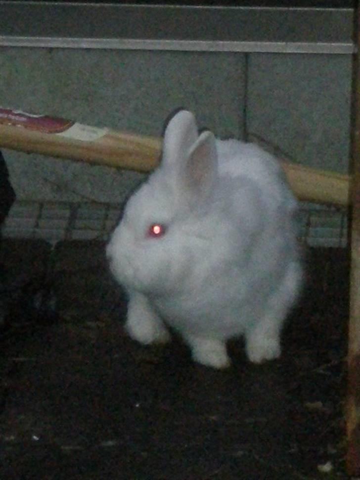 Kanin Snehvide billede 9
