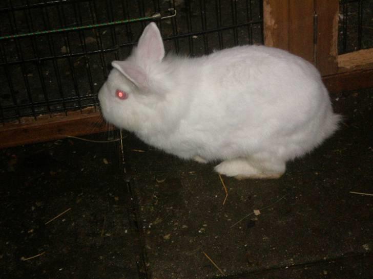 Kanin Snehvide billede 10