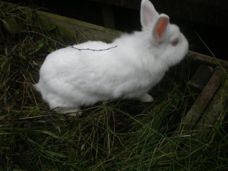 Kanin Snehvide billede 11