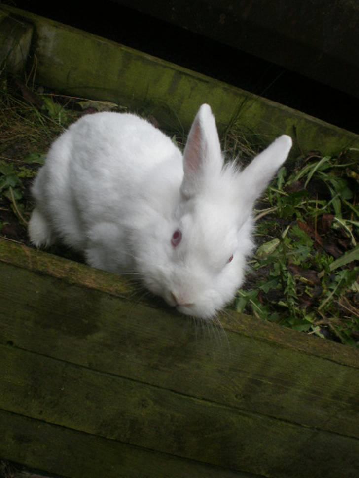 Kanin Snehvide billede 12
