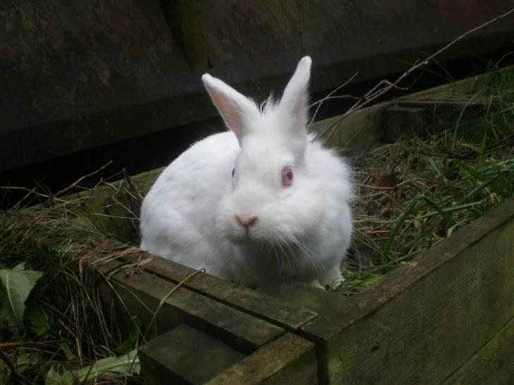 Kanin Snehvide billede 13