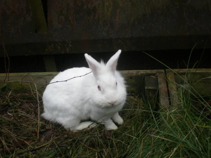 Kanin Snehvide billede 14