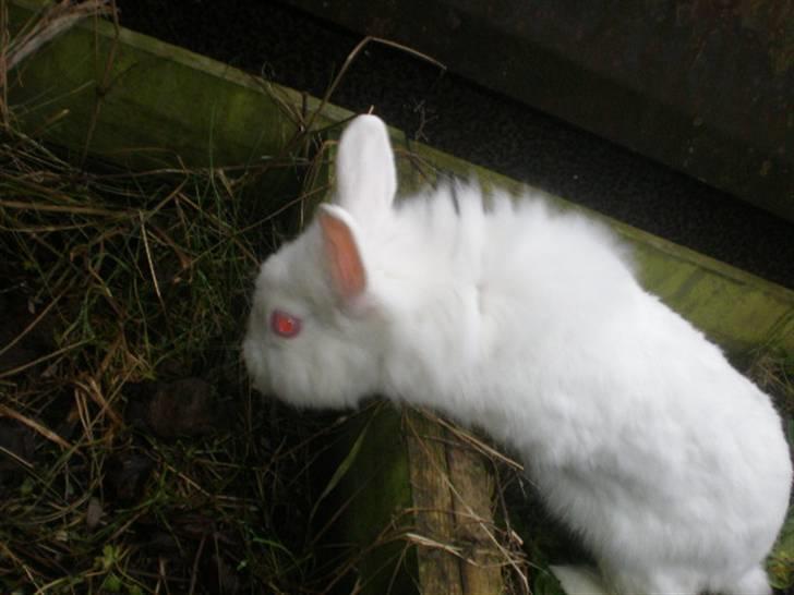 Kanin Snehvide billede 15