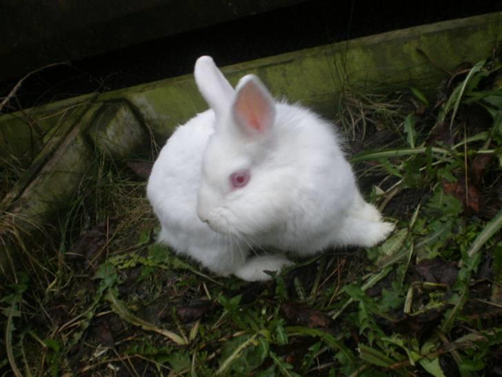 Kanin Snehvide billede 16