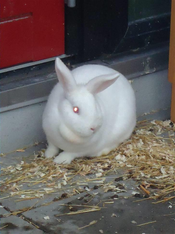 Kanin Stald Dall´s Sarabi billede 1