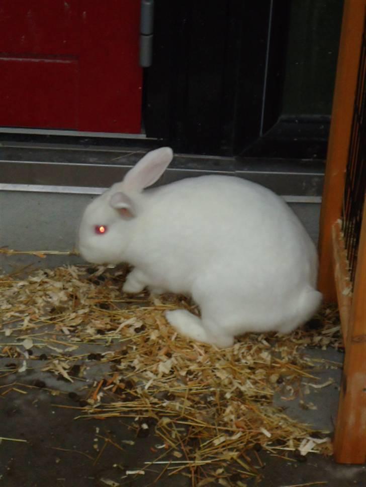 Kanin Stald Dall´s Sarabi billede 2