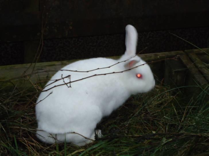 Kanin Stald Dall´s Sarabi billede 3