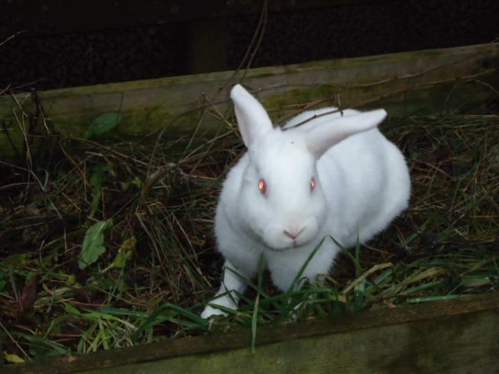 Kanin Stald Dall´s Sarabi billede 4