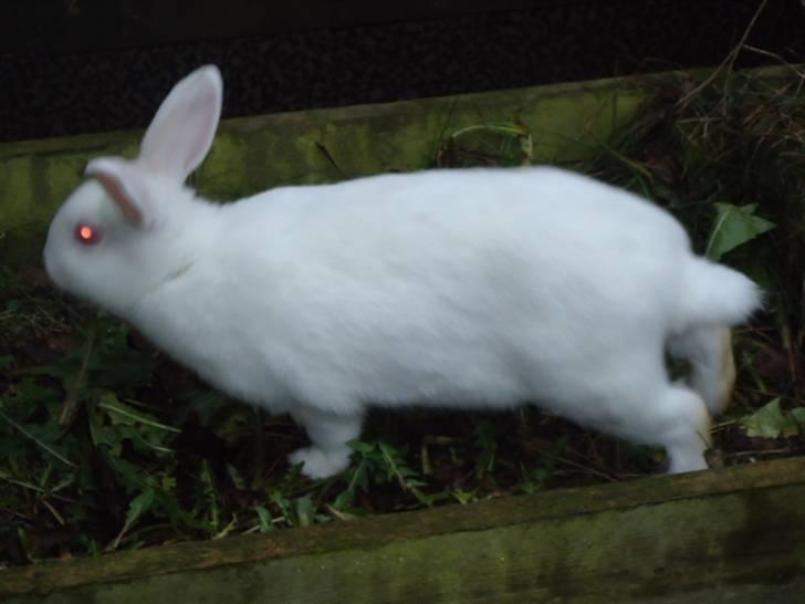 Kanin Stald Dall´s Sarabi billede 5