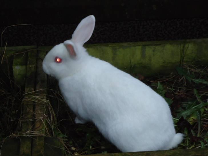 Kanin Stald Dall´s Sarabi billede 6