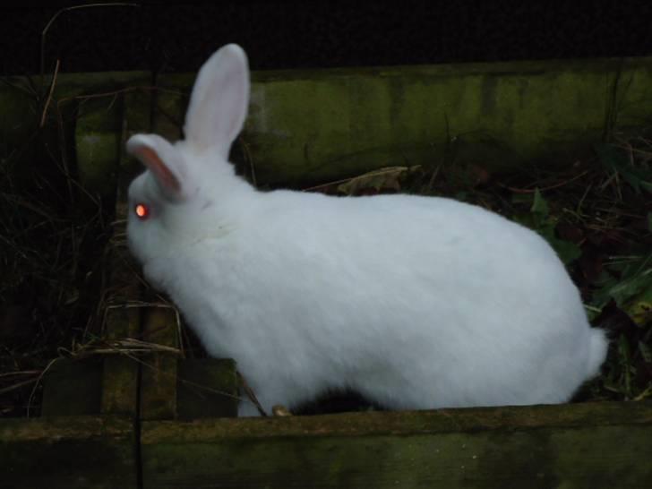 Kanin Stald Dall´s Sarabi billede 7