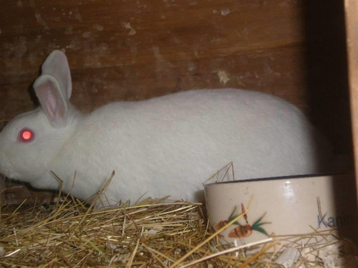 Kanin Stald Dall´s Sarabi billede 8