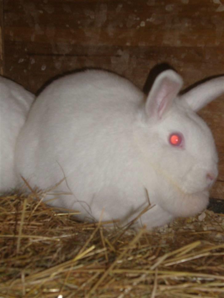 Kanin Stald Dall´s Sarabi billede 9