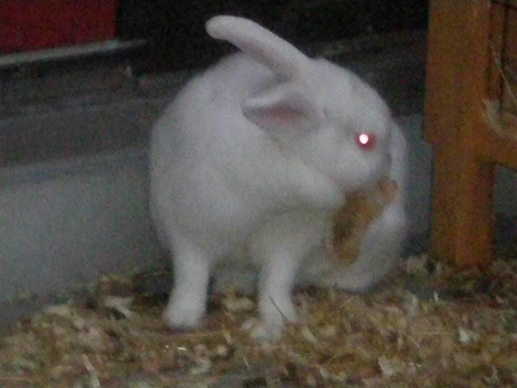 Kanin Stald Dall´s Sarabi billede 10