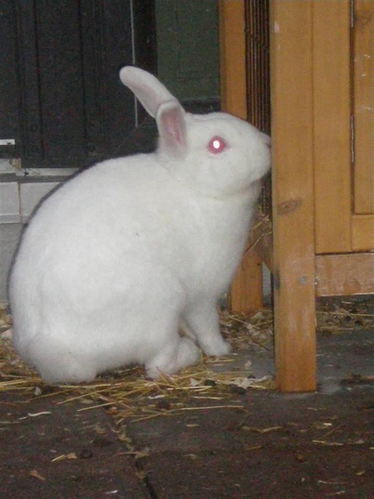 Kanin Stald Dall´s Sarabi billede 11