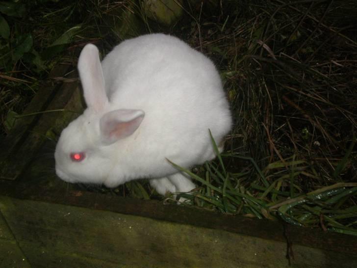 Kanin Stald Dall´s Sarabi billede 12