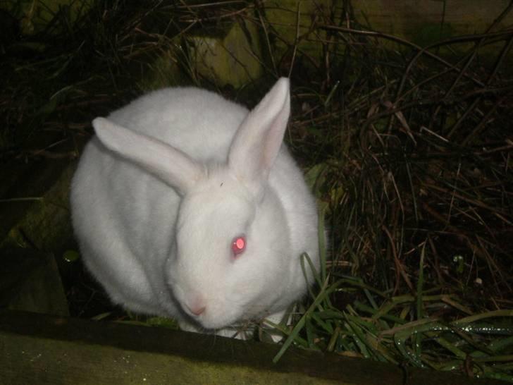 Kanin Stald Dall´s Sarabi billede 13