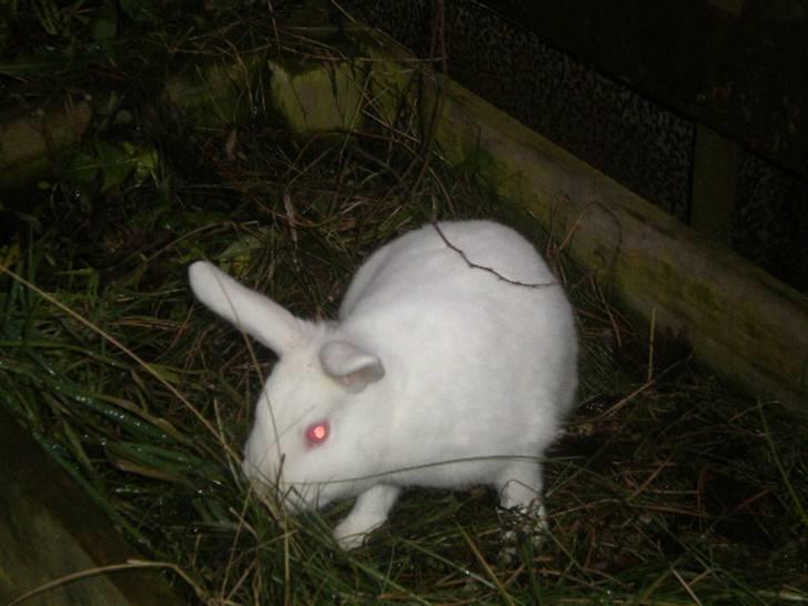 Kanin Stald Dall´s Sarabi billede 14