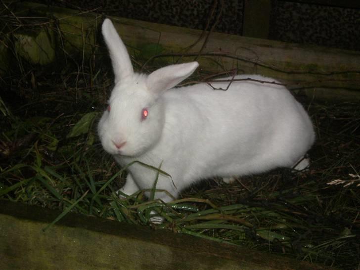 Kanin Stald Dall´s Sarabi billede 15